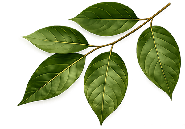 Leaves